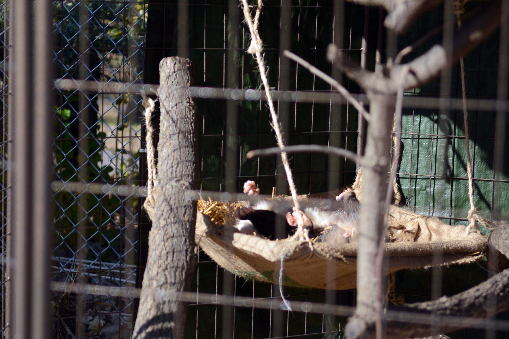 Scenes from Baraboo's Ochsner Park Zoo, Nov. 7, 2020